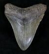 Megalodon Tooth - South Carolina #21253-1